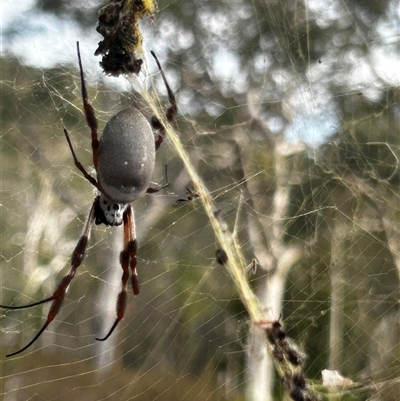 Trichonephila edulis (Golden orb weaver) at Ainslie, ACT - 20 Sep 2024 by Juliainnature