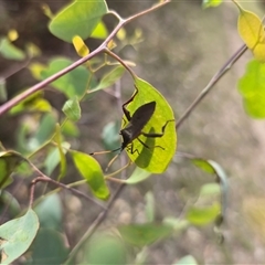 Amorbus (genus) (Eucalyptus Tip bug) at O'Malley, ACT - 20 Mar 2025 by Mike