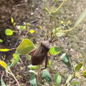 Amorbus (genus) at O'Malley, ACT - 20 Mar 2025 04:38 PM