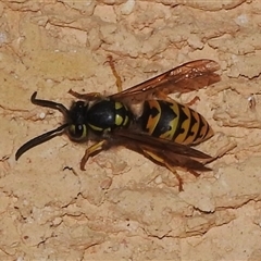 Vespula germanica (European wasp) at Wanniassa, ACT - 20 Mar 2025 by JohnBundock