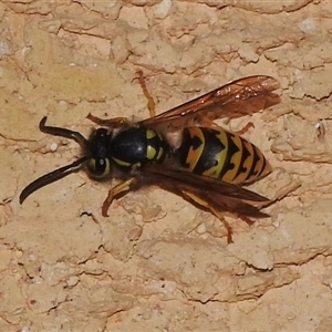 Vespula germanica at Wanniassa, ACT - 20 Mar 2025 08:45 PM