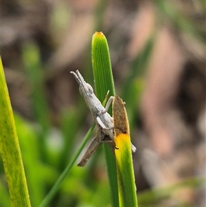 Keyacris scurra (Key's Matchstick Grasshopper) at Manar, NSW - 20 Mar 2025 by clarehoneydove