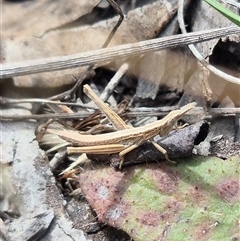 Keyacris scurra at Manar, NSW - 20 Mar 2025 11:41 AM