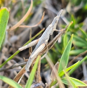 Keyacris scurra (Key's Matchstick Grasshopper) at Mount Fairy, NSW - 20 Mar 2025 by clarehoneydove