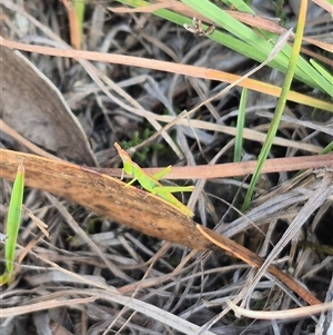 Keyacris scurra (Key's Matchstick Grasshopper) at Borough, NSW - 20 Mar 2025 by clarehoneydove