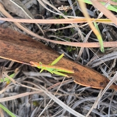 Keyacris scurra at Borough, NSW - 20 Mar 2025 09:54 AM