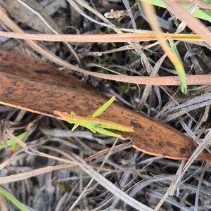 Keyacris scurra at Borough, NSW - 20 Mar 2025 09:54 AM