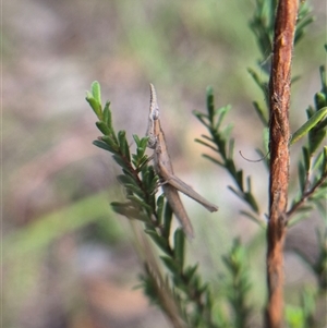 Keyacris scurra at Borough, NSW - 20 Mar 2025 09:54 AM