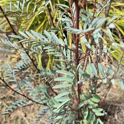 Indigofera australis subsp. australis (Australian Indigo) at Belconnen, ACT - 19 Mar 2025 by kasiaaus