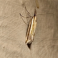 Hednota species near grammellus (Pyralid or snout moth) at Goulburn, NSW - 20 Mar 2025 by trevorpreston