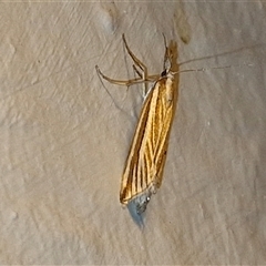 Hednota species near grammellus at Goulburn, NSW - suppressed