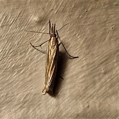 Hednota species near grammellus at Goulburn, NSW - suppressed