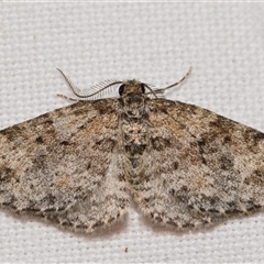 Aponotoreas petrodes (Grey-lined Carpet) by DianneClarke