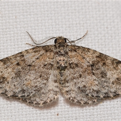 Aponotoreas petrodes (Grey-lined Carpet) by DianneClarke