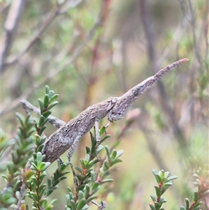 Heide amiculi (Heath Matchstick) at Borough, NSW - 20 Mar 2025 by clarehoneydove