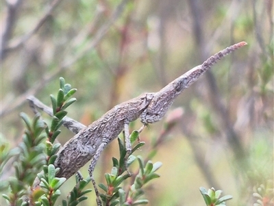 Heide amiculi (Heath Matchstick) at Borough, NSW - 20 Mar 2025 by clarehoneydove