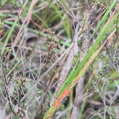 Heide amiculi at Borough, NSW - 20 Mar 2025 09:52 AM