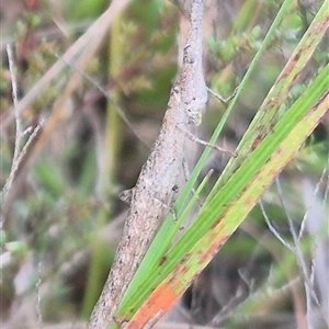 Heide amiculi at Borough, NSW - 20 Mar 2025 09:52 AM