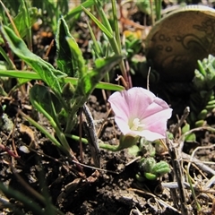 Convolvulus angustissimus subsp. angustissimus (Australian Bindweed) at Lake Bathurst, NSW - 10 Oct 2015 by AndyRoo