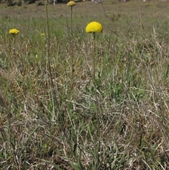 Craspedia variabilis (Common Billy Buttons) at Lake Bathurst, NSW - 10 Oct 2015 by AndyRoo