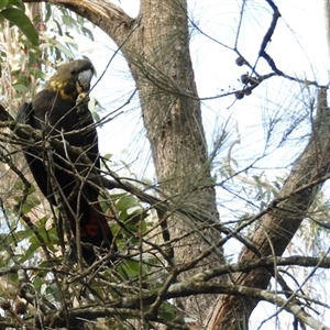 Calyptorhynchus lathami lathami at Exeter, NSW - 16 Jun 2021 01:02 PM