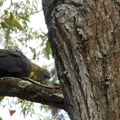 Calyptorhynchus lathami lathami at Exeter, NSW - suppressed