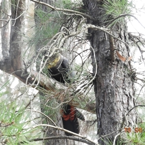 Calyptorhynchus lathami lathami at Exeter, NSW - 16 Jun 2021 01:02 PM