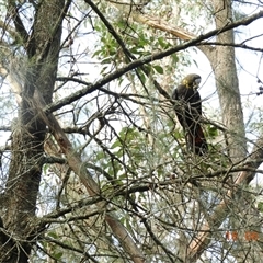 Calyptorhynchus lathami lathami at Exeter, NSW - suppressed