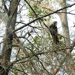 Calyptorhynchus lathami lathami at Exeter, NSW - 16 Jun 2021 01:02 PM