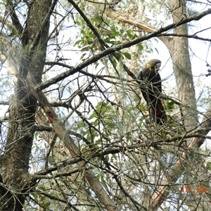 Calyptorhynchus lathami lathami at Exeter, NSW - suppressed
