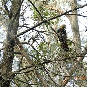 Calyptorhynchus lathami lathami at Exeter, NSW - 16 Jun 2021 01:02 PM