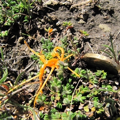 Cuscuta tasmanica (Saltmarsh Dodder) at Lake Bathurst, NSW - 10 Oct 2015 by AndyRoo