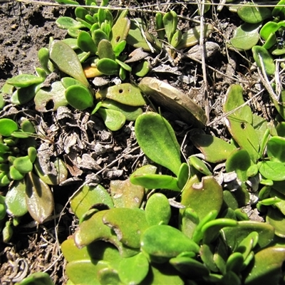 Goodenia radicans (Shiny Swamp-mat) at Lake Bathurst, NSW - 10 Oct 2015 by AndyRoo