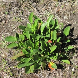 Unidentified Other Wildflower or Herb at Lake Bathurst, NSW - 10 Oct 2015 by AndyRoo