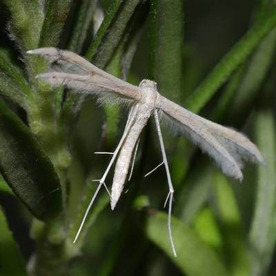 Imbophorus aptalis (White Plume Moth) at Acton, ACT - 20 Mar 2025 by TimL