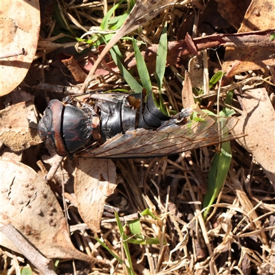 Psaltoda moerens (Redeye cicada) at Gunning, NSW - 21 Feb 2025 by ConBoekel