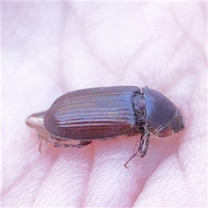 Unidentified Beetle (Coleoptera) at Gunning, NSW - 21 Feb 2025 by ConBoekel