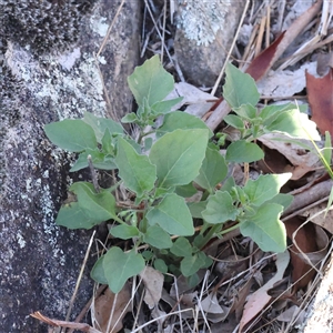 Solanum nigrum (Black Nightshade) at Gunning, NSW - 21 Feb 2025 by ConBoekel