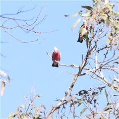 Eolophus roseicapilla (Galah) at Gunning, NSW - 21 Feb 2025 by ConBoekel