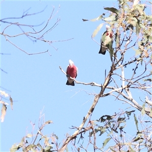 Eolophus roseicapilla (Galah) at Gunning, NSW - 21 Feb 2025 by ConBoekel