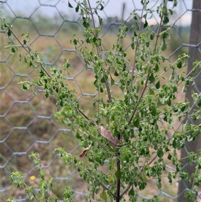 Prostanthera sp. at Orangeville, NSW - Yesterday by belleandjason