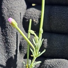 Epilobium billardiereanum (Willowherb) at Weetangera, ACT - 18 Mar 2025 by sangio7