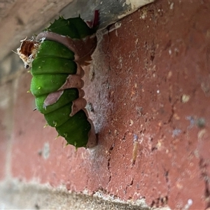 Papilio aegeus at Lyneham, ACT - suppressed
