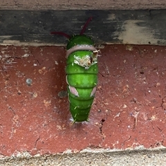 Papilio aegeus at Lyneham, ACT - suppressed