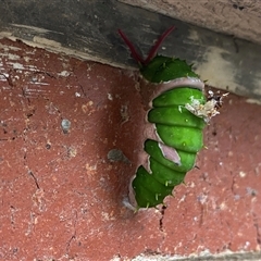 Papilio aegeus at Lyneham, ACT - suppressed