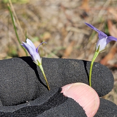 Wahlenbergia capillaris (Tufted Bluebell) at Weetangera, ACT - 18 Mar 2025 by sangio7