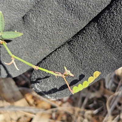 Grona varians (Slender Tick-Trefoil) at Weetangera, ACT - 18 Mar 2025 by sangio7