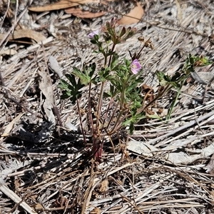 Geranium solanderi var. solanderi (Native Geranium) at Weetangera, ACT - 18 Mar 2025 by sangio7