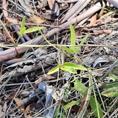 Glycine tabacina (Variable Glycine) at Weetangera, ACT - 18 Mar 2025 by sangio7