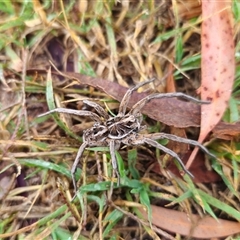 Tasmanicosa sp. (genus) (Tasmanicosa wolf spider) at Anembo, NSW - Yesterday by Csteele4